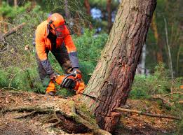 Best Storm Damage Tree Cleanup  in Wellington, TX