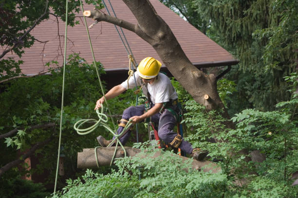 Best Utility Line Clearance  in Wellington, TX