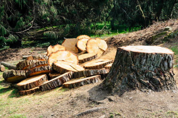 How Our Tree Care Process Works  in  Wellington, TX